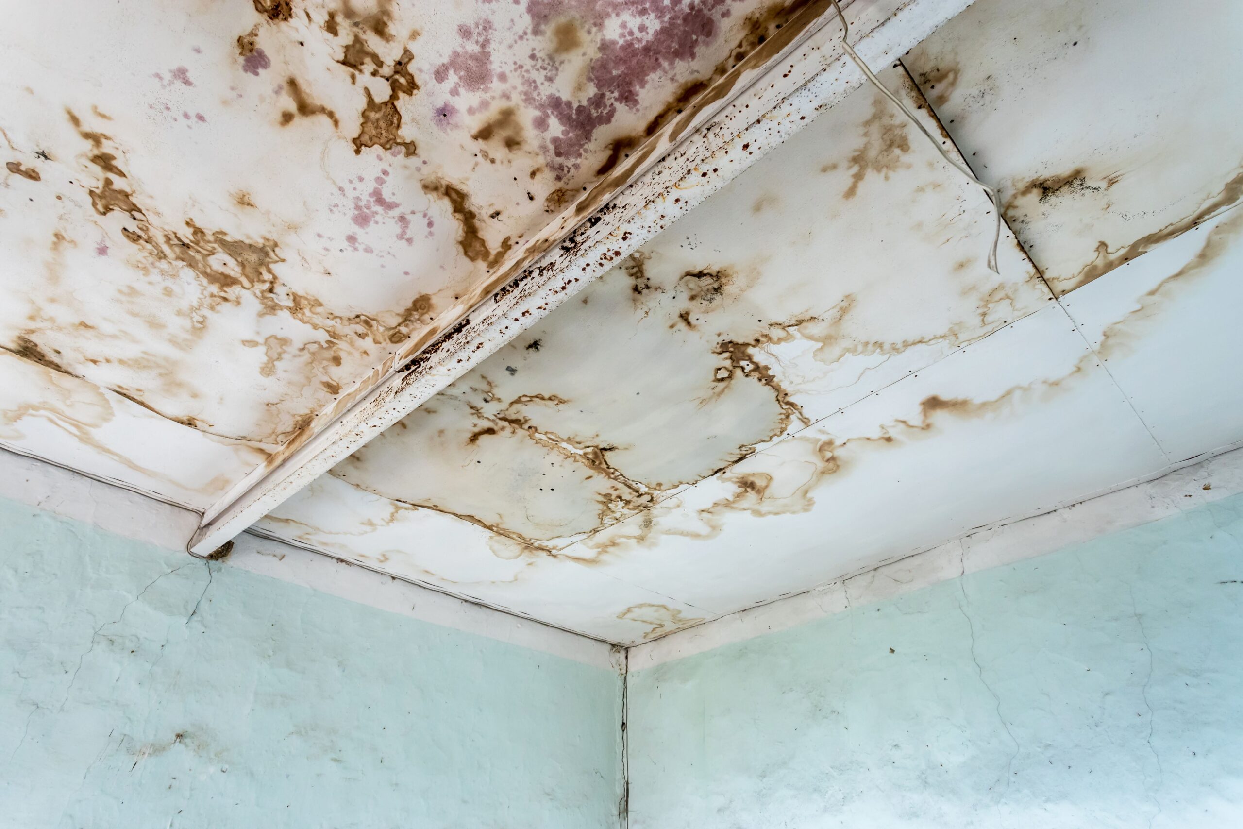 Mold & Mildew? Protective Solutions Can Help